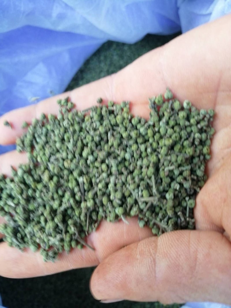 江西中花吴茱萸挂果大树.优质丰产.基地直销..提供技术