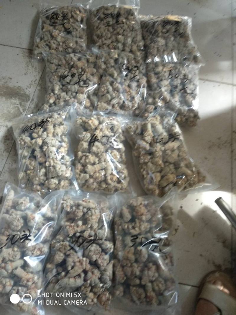 三七，田七，免费打粉，压片