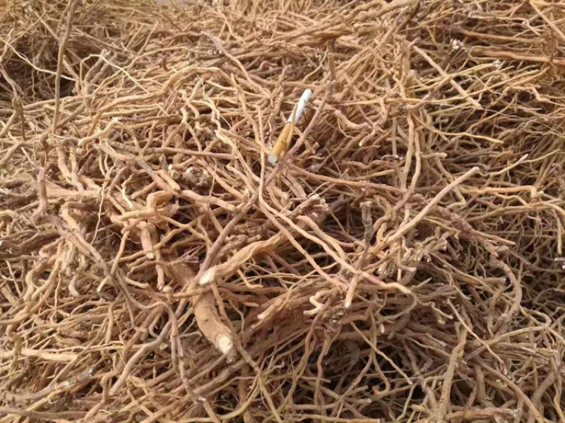 野生远志中药材远志肉抽芯率高各种规格