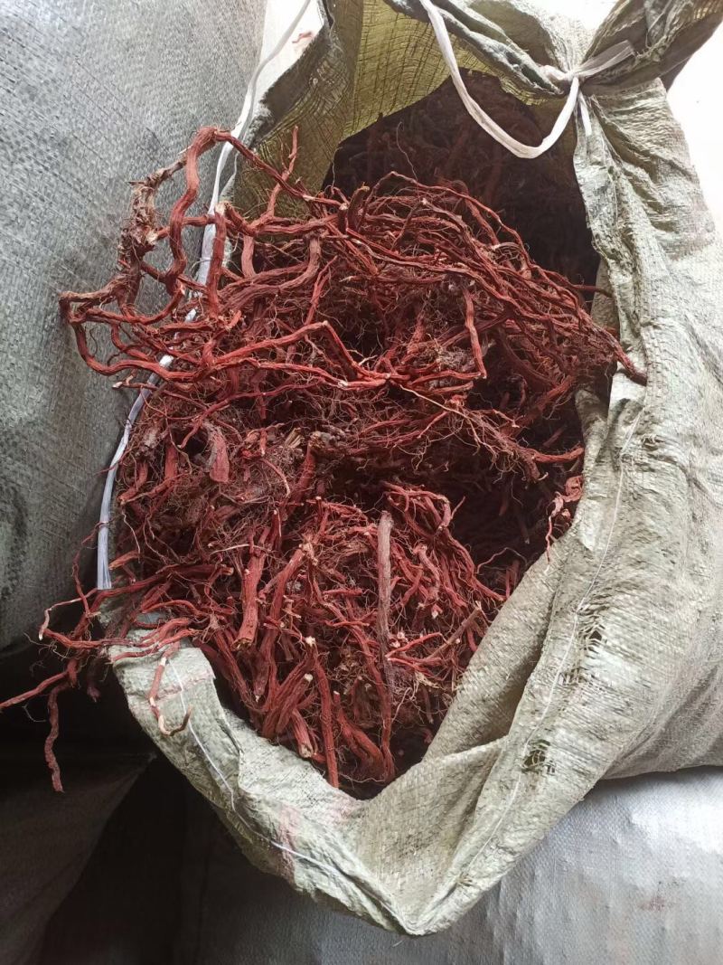 丹参2年苗栽货需要来