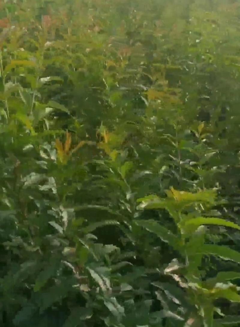 新品种早熟突尼斯软籽石榴苗《速生生长结果快》成活率