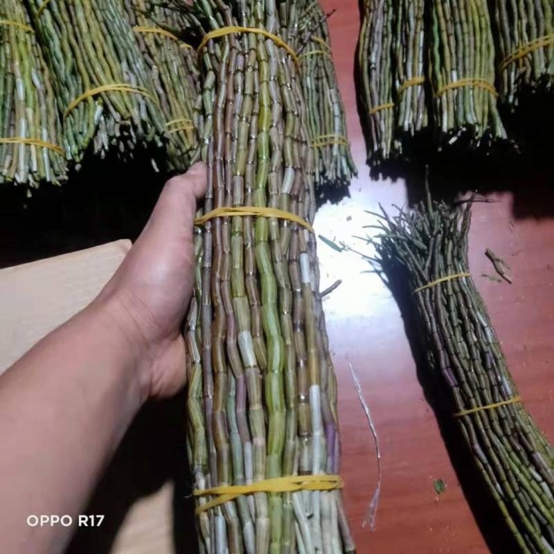 云南石斛鲜条，铁皮石斛，红杆英茂鲜条，包邮到家，欢迎联系