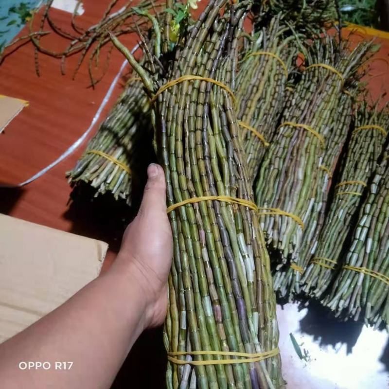 云南石斛鲜条，铁皮石斛，红杆英茂鲜条，包邮到家，欢迎联系