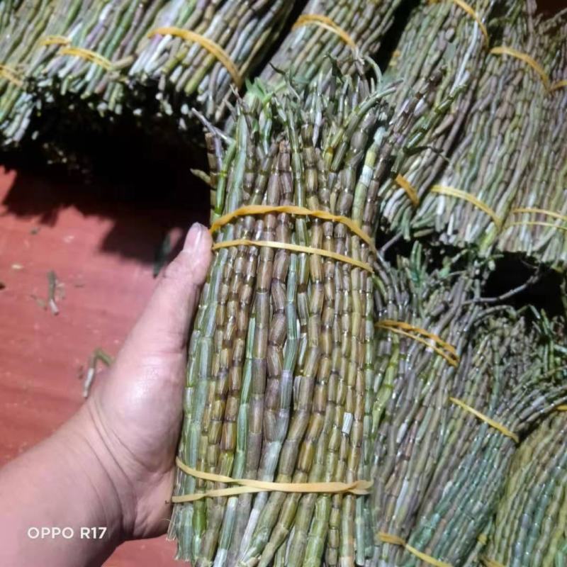 云南石斛鲜条，铁皮石斛，红杆英茂鲜条，包邮到家，欢迎联系