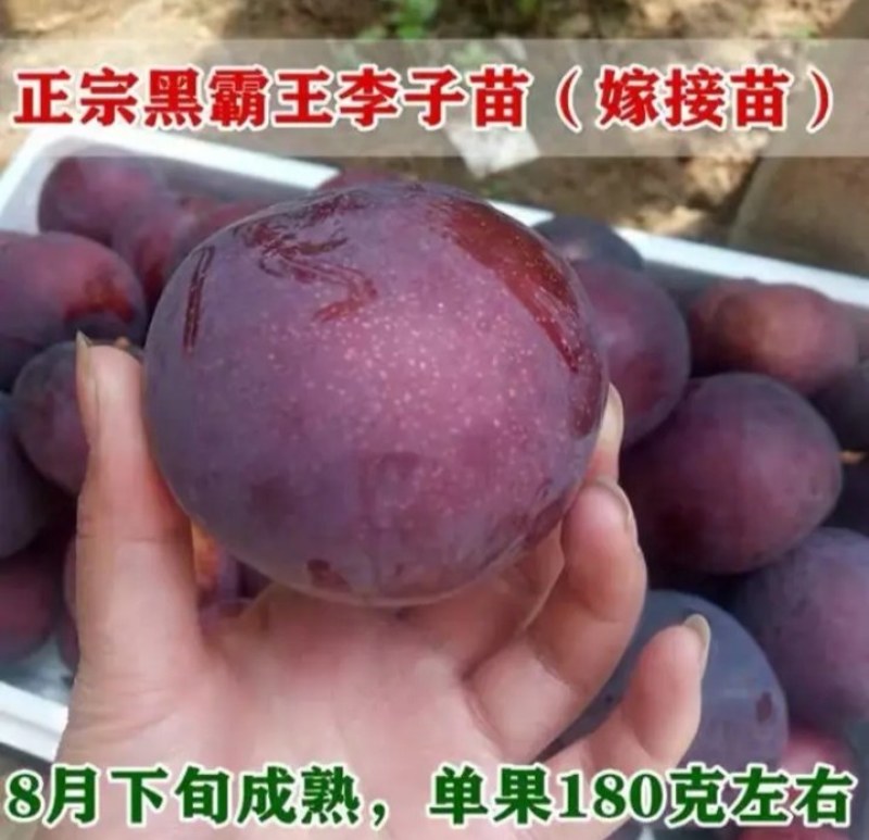 新品种西梅皇后李子苗黑霸王李子苗《速生生长结果快》