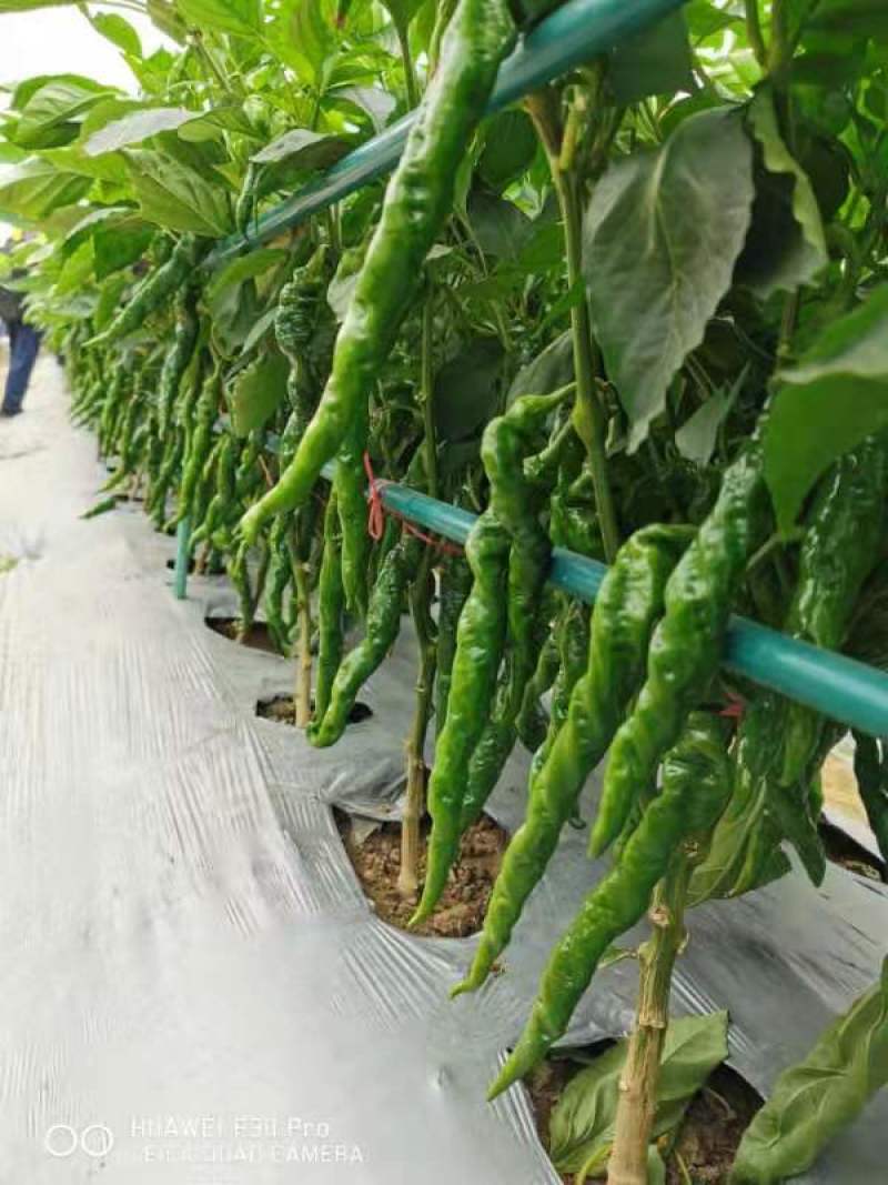 广州江南批发市场专业代卖代购全国各地蔬菜