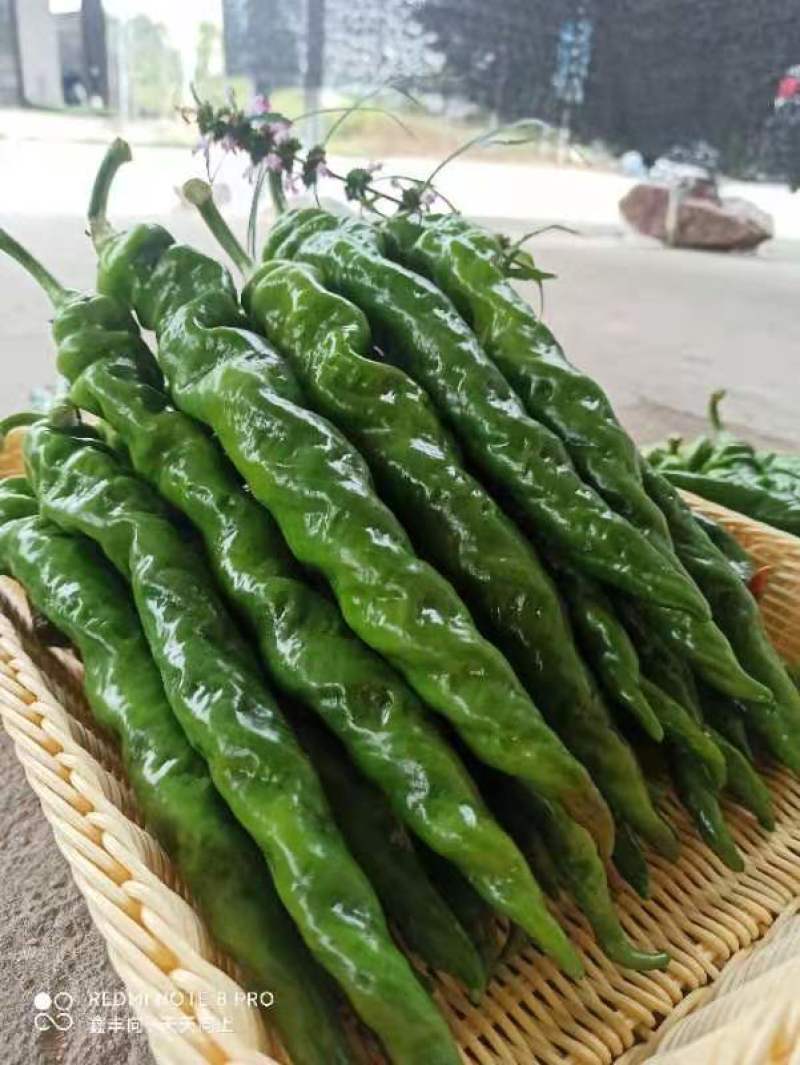 广州江南批发市场专业代卖代购全国各地蔬菜