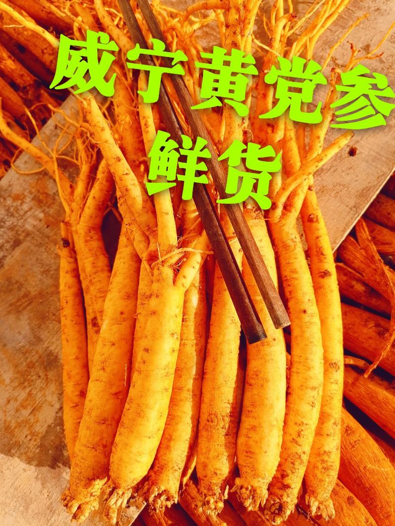 党参贵州威宁海拉镇特产产地直销是药材是煮品