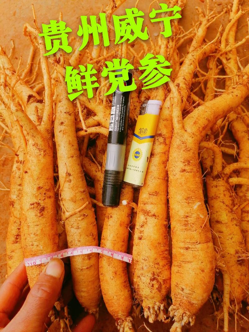 贵州威宁鲜党参，自产自销，产地现挖食用煲汤补品