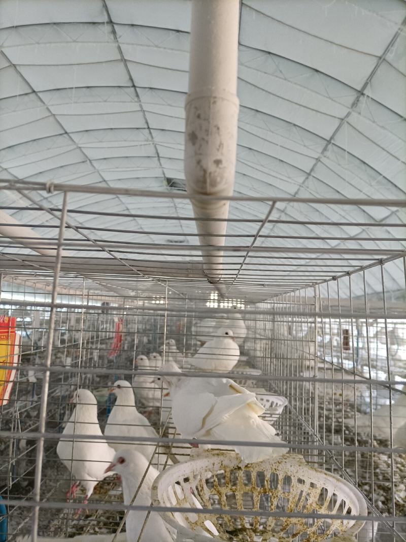 新鲜鸽蛋批发，零售，直供电商
