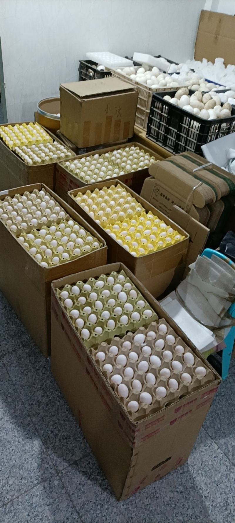 新鲜鸽蛋批发，零售，直供电商