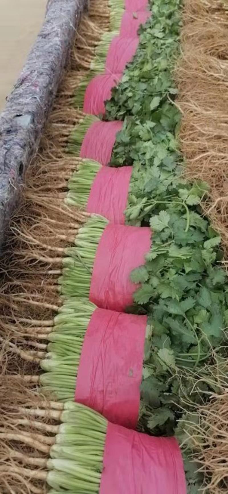 【现货】山东泰安大叶香菜20-30厘米，当天现挖现发质量保证