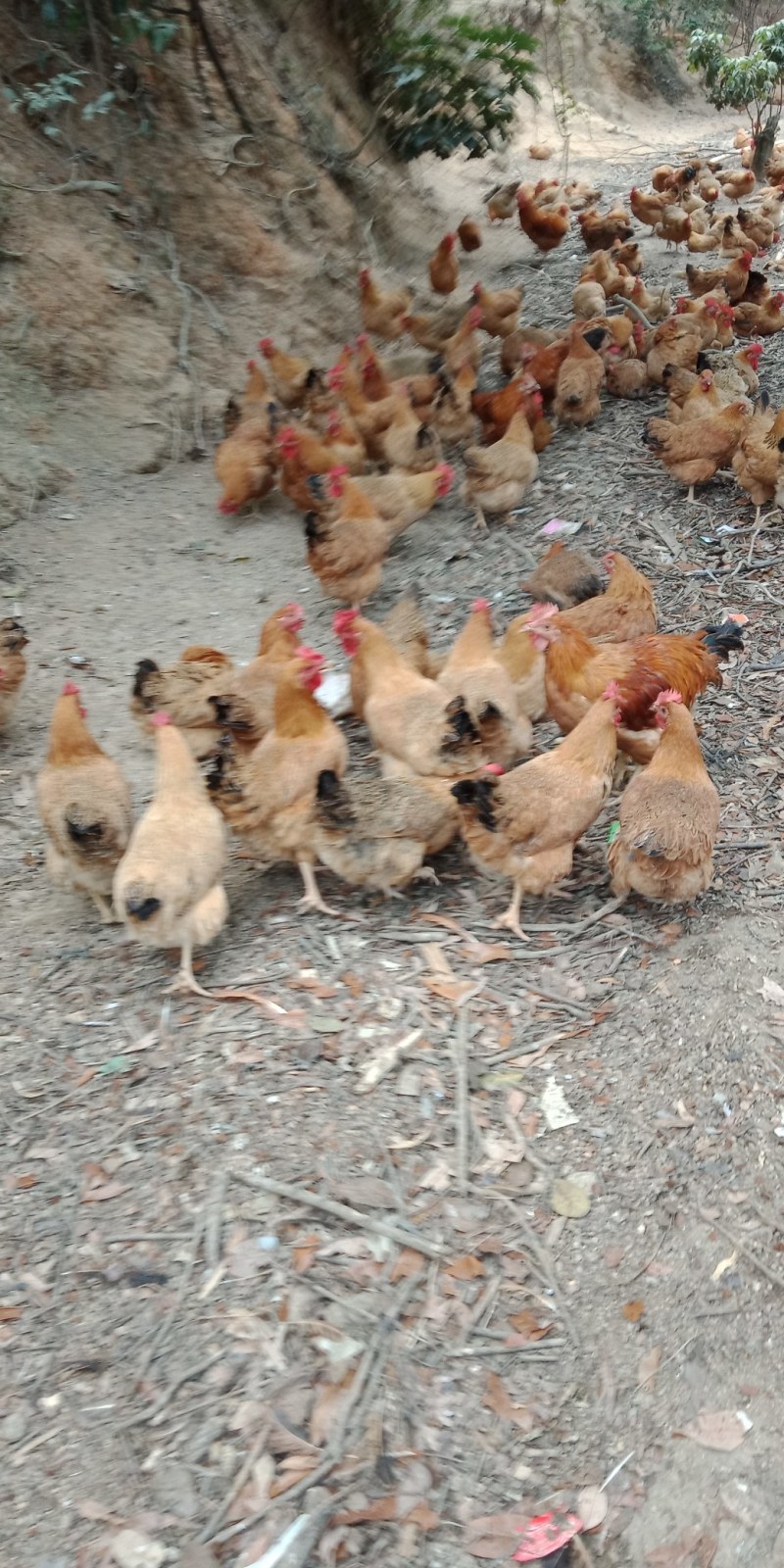 现有一批果园走地鸡行出售