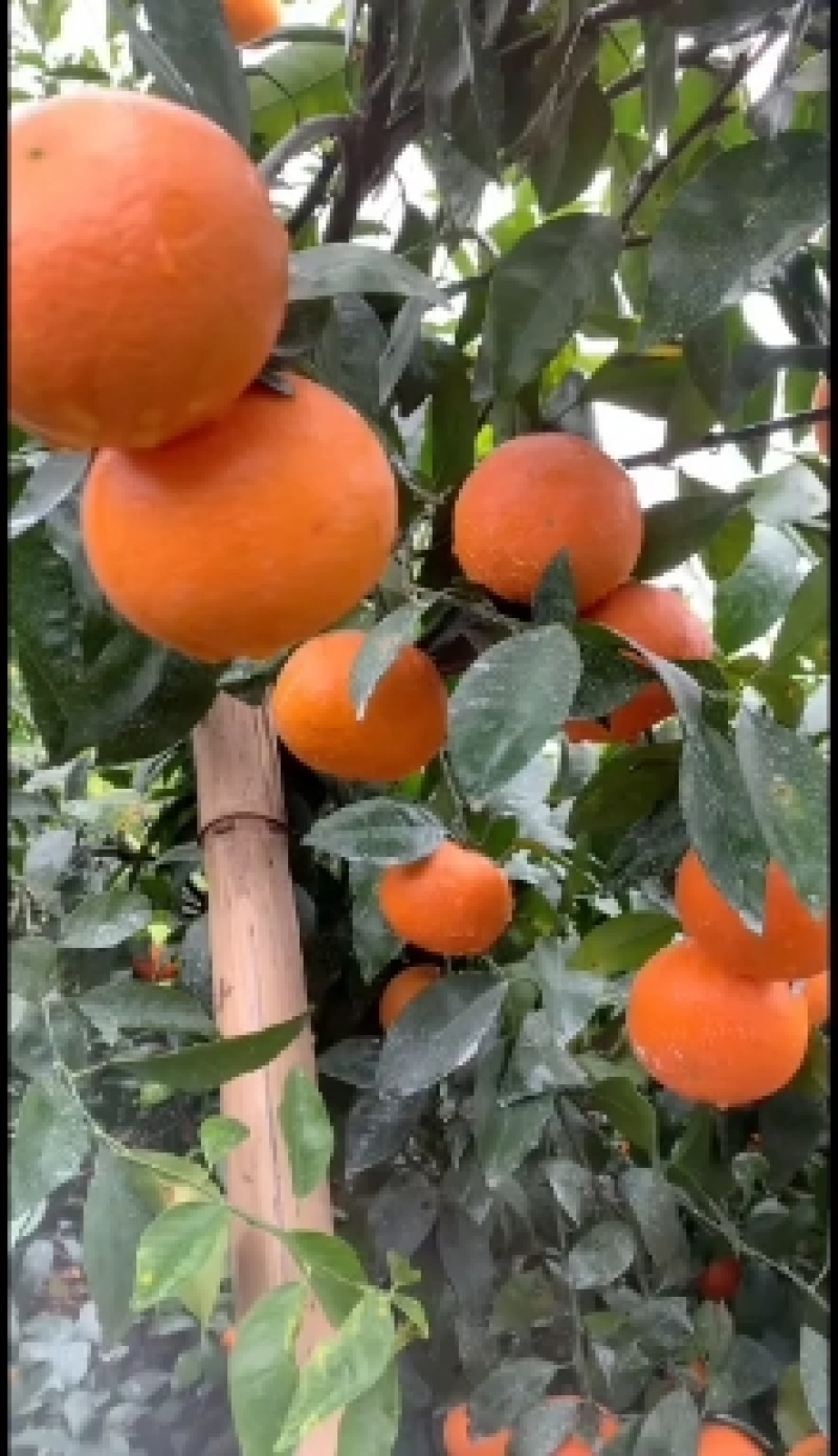沃柑，广西沃柑山坡种植口感好，皮毛靓