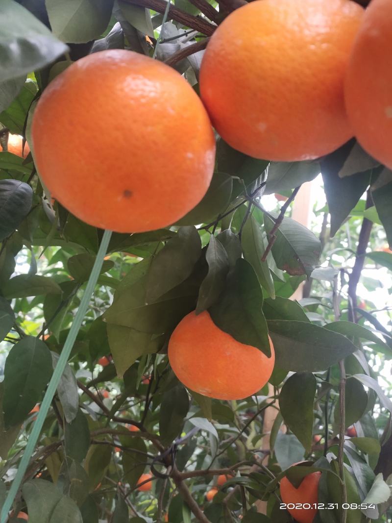 沃柑，广西沃柑山坡种植口感好，皮毛靓