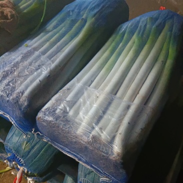 优质大棚葱，物美价廉。喜欢的速订
