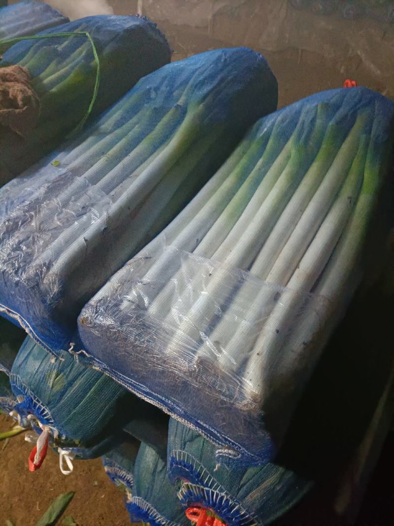 优质大棚葱，物美价廉。喜欢的速订