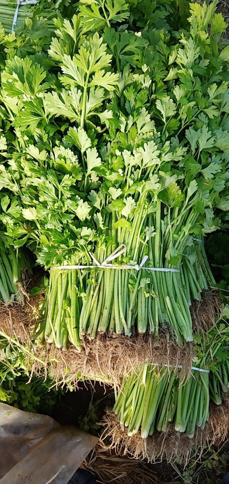 精品芹菜没有别的费用一手货源欢迎采购