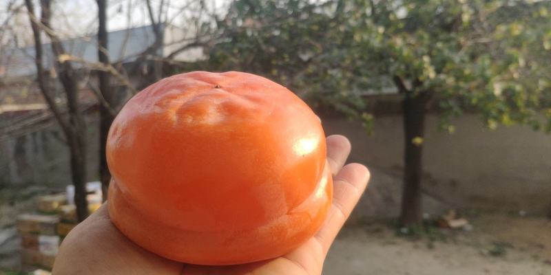 现货随时上车磨盘柿子急售河北磨盘柿易县磨盘柿大柿子