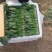 （保证新鲜）惠民县大棚菠菜上市，规格齐全大量现货全国供应