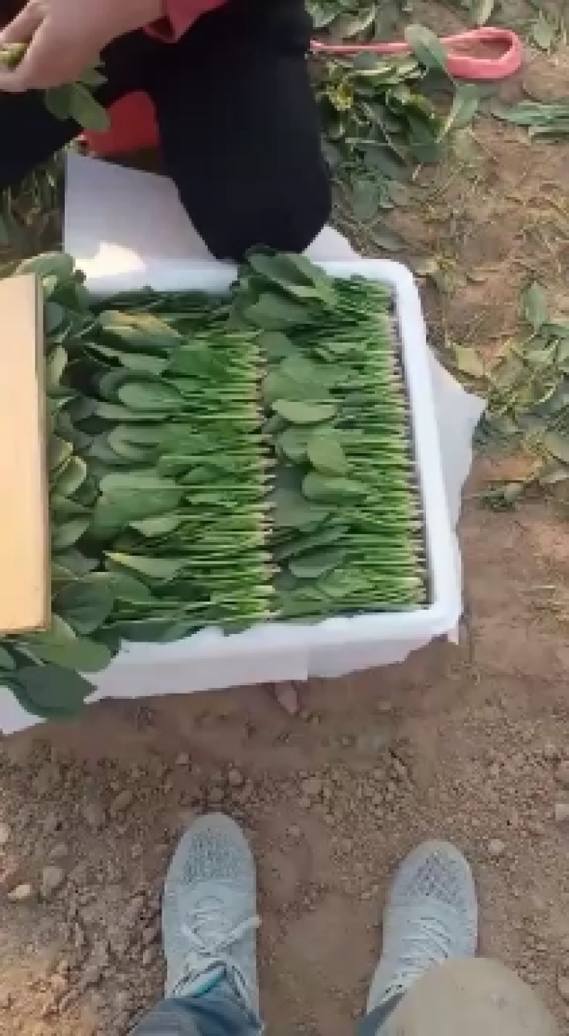 （保证新鲜）惠民县大棚菠菜上市，规格齐全大量现货全国供应