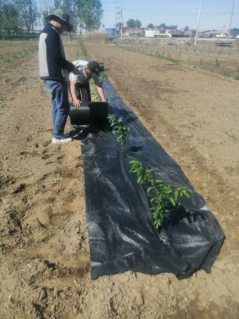 防草布果树苗木园艺大棚等防草除草透气保湿可降解