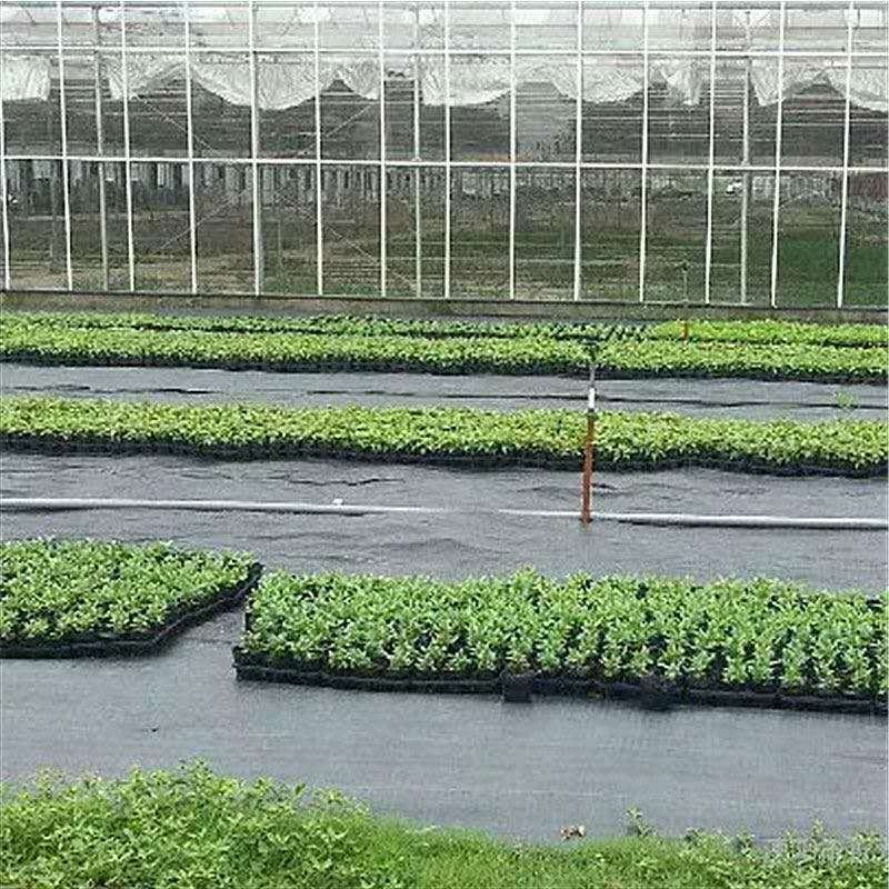 防草布果树苗木园艺大棚等防草除草透气保湿可降解