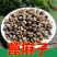 绿蓖麻种子红蓖麻种子榨油蓖麻籽种子一年生草本灌木新种子