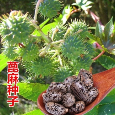 绿蓖麻种子红蓖麻种子榨油蓖麻籽种子一年生草本灌木新种子