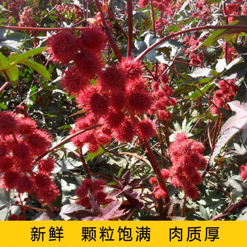 绿蓖麻种子红蓖麻种子榨油蓖麻籽种子一年生草本灌木新种子