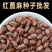 绿蓖麻种子红蓖麻种子榨油蓖麻籽种子一年生草本灌木新种子