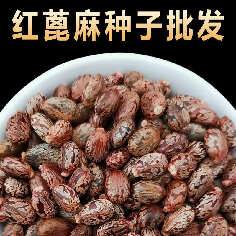 绿蓖麻种子红蓖麻种子榨油蓖麻籽种子一年生草本灌木新种子