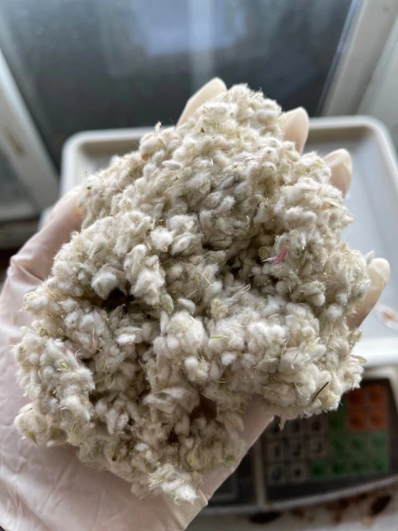 千日红种子千日紫，千日粉，千日白花卉种子
