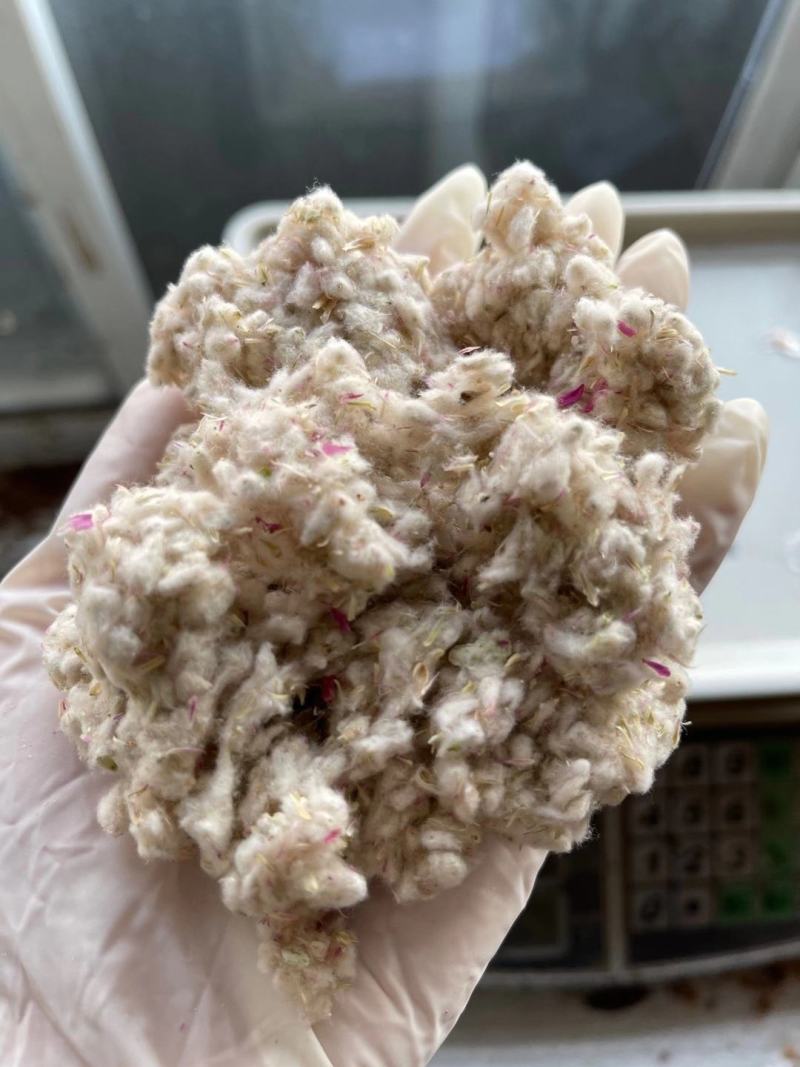 千日红种子千日紫，千日粉，千日白花卉种子