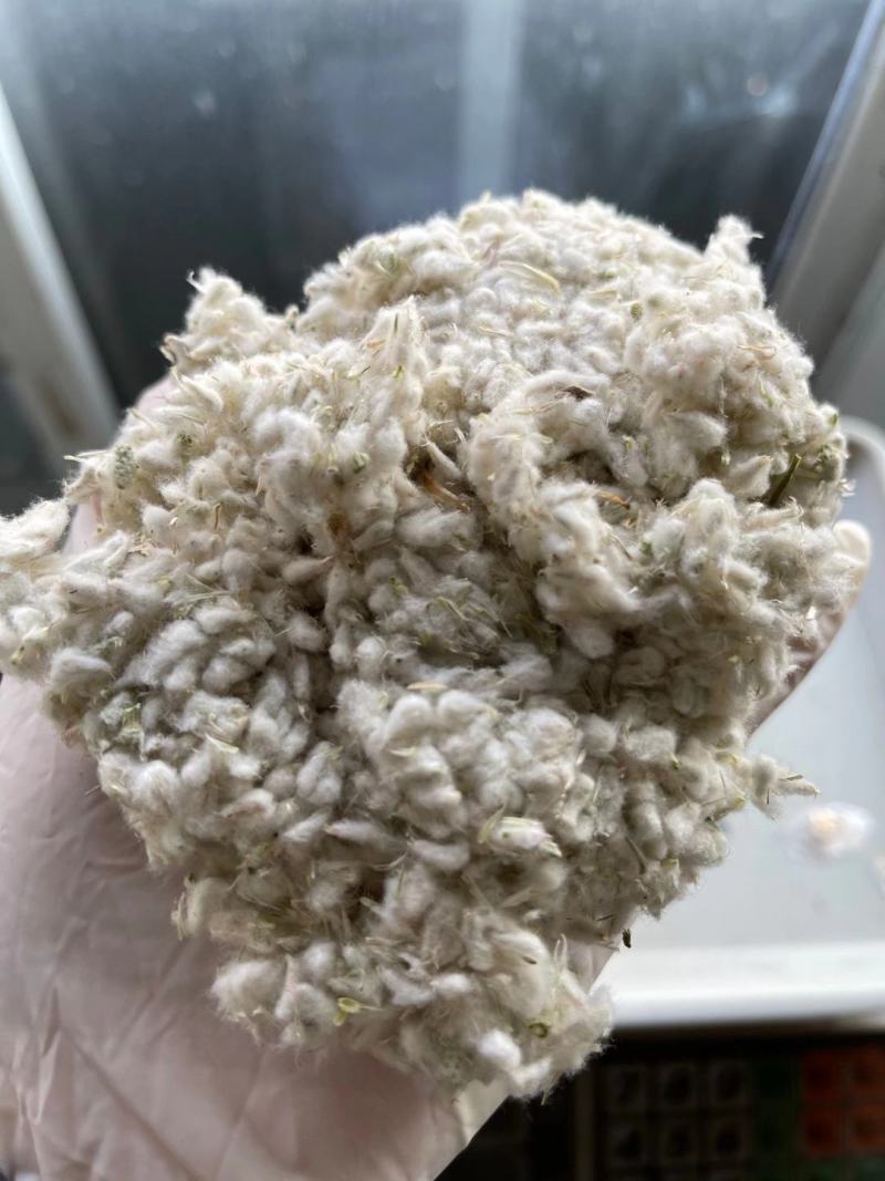 千日红种子千日紫，千日粉，千日白花卉种子