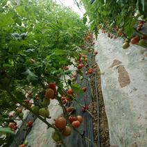 平度崔家集镇硬粉西红柿，樱桃小番茄大量上市了！欢迎采购。