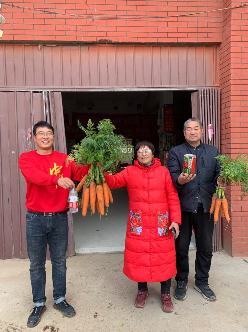 早春秋季耐抽苔进口杂交胡萝卜种子春秋兼用长势稳健