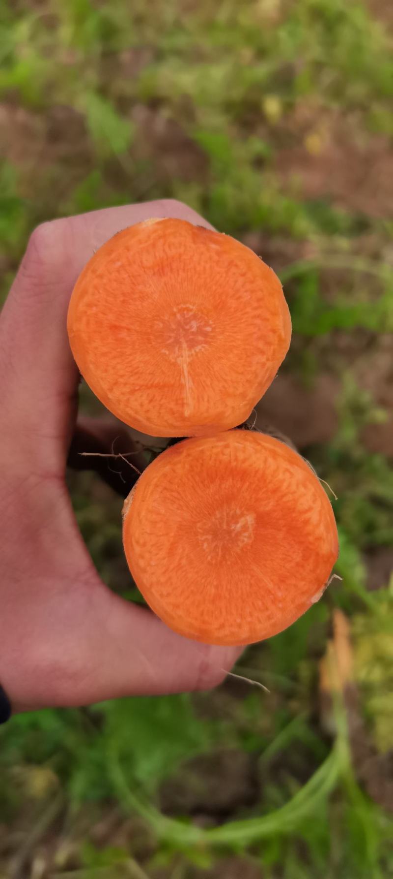早春秋季耐抽苔进口杂交胡萝卜种子春秋兼用长势稳健