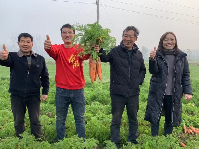 早春秋季耐抽苔进口杂交胡萝卜种子春秋兼用长势稳健
