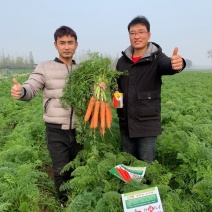 早春秋季耐抽苔进口杂交胡萝卜种子春秋兼用长势稳健