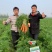 早春秋季耐抽苔进口杂交胡萝卜种子春秋兼用长势稳健