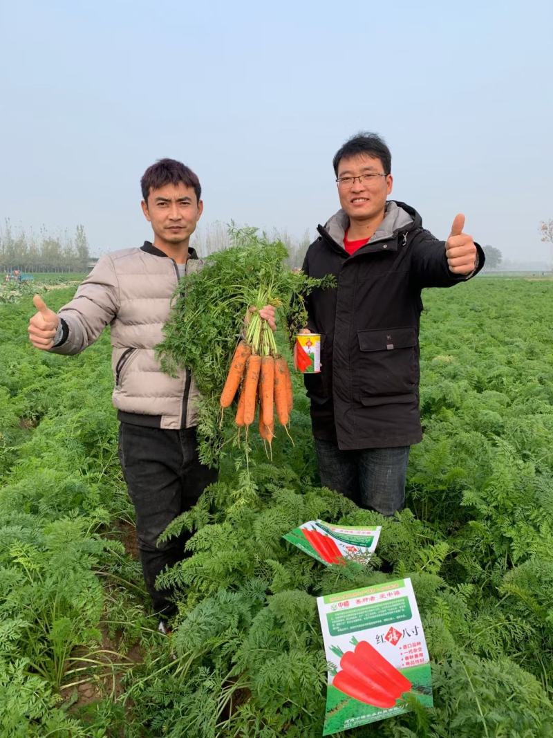 早春秋季耐抽苔进口杂交胡萝卜种子春秋兼用长势稳健