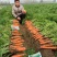 早春秋季耐抽苔进口杂交胡萝卜种子春秋兼用长势稳健