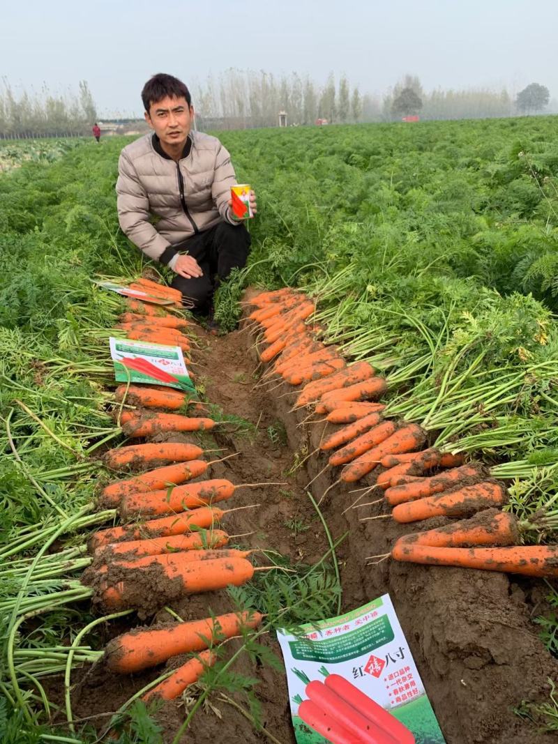 早春秋季耐抽苔进口杂交胡萝卜种子春秋兼用长势稳健