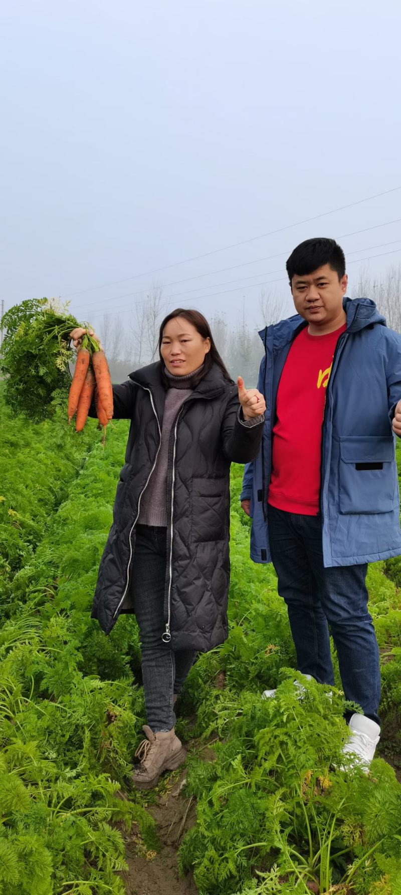 早春秋季耐抽苔进口杂交胡萝卜种子春秋兼用长势稳健