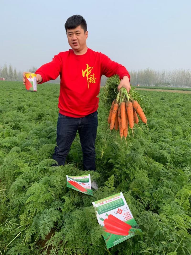 早春秋季耐抽苔进口杂交胡萝卜种子春秋兼用长势稳健