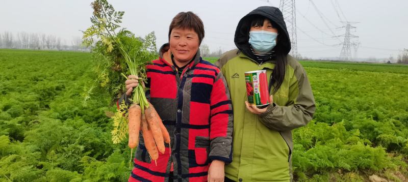 早春秋季耐抽苔进口杂交胡萝卜种子春秋兼用长势稳健