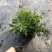 姬小菊穴盘苗黄玫红紫白巴西烂天蓝预定秋天发货