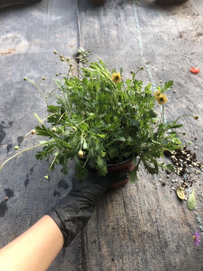 姬小菊穴盘苗黄玫红紫白巴西烂天蓝预定秋天发货