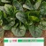 250克装半直大黑圆叶耐寒菠菜种叶片厚实高抗霜霉病品质好